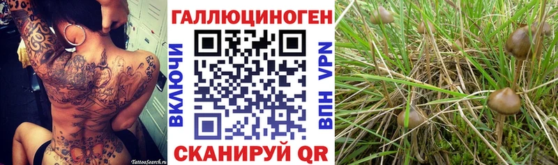Псилоцибиновые грибы прущие грибы  площадка состав  Малмыж 